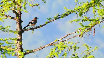 Eurasian Jay 山梨県甘利山 Sat, 5/25/2019