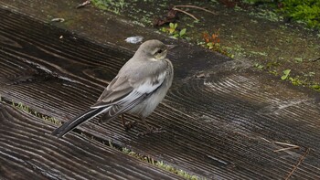 White Wagtail Ozegahara Sat, 7/25/2020