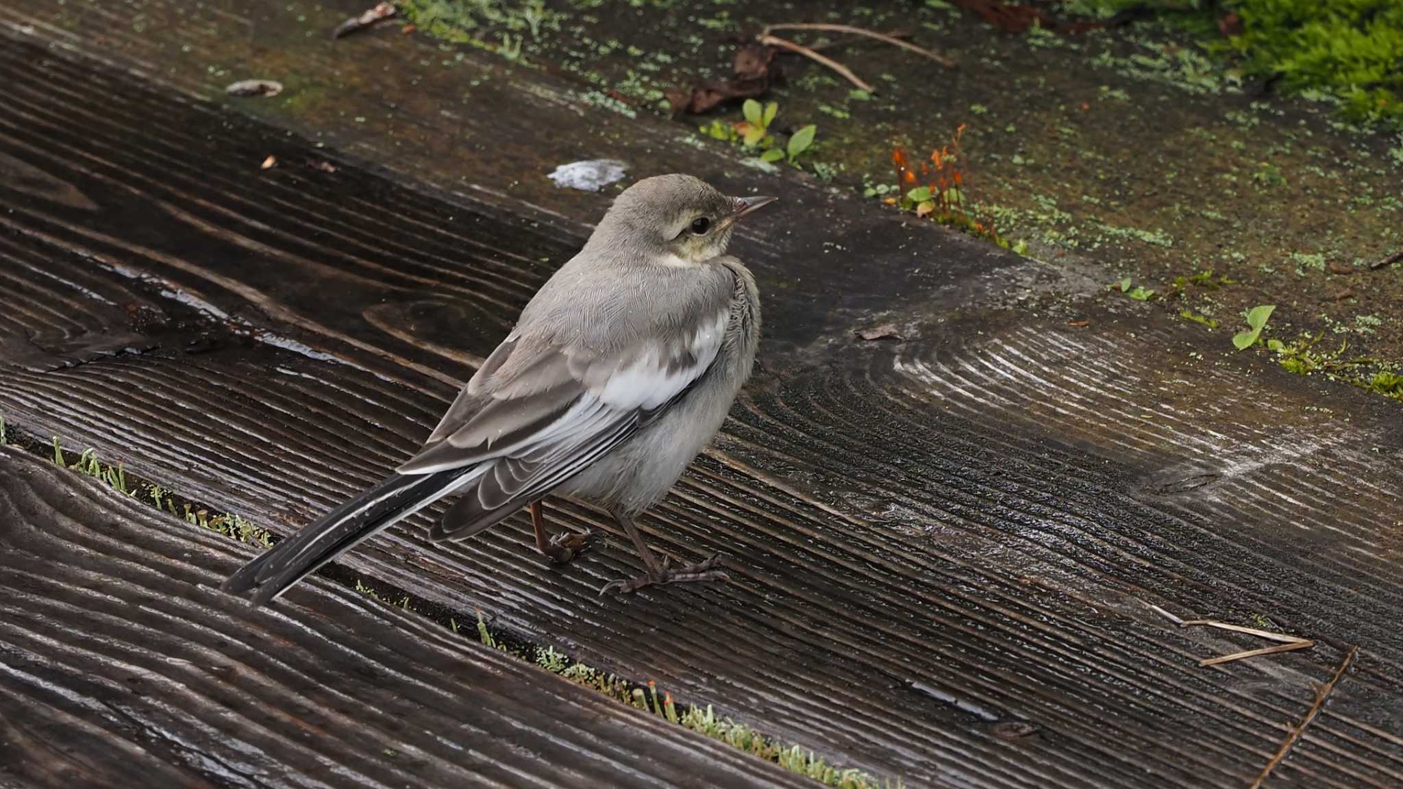 Photo of White Wagtail at Ozegahara by 日根野 哲也