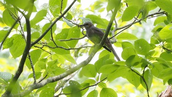 ヒヨドリ 軽井沢野鳥の森 2021年5月22日(土)