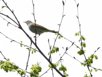 Eastern Crowned Warbler Karuizawa wild bird forest Sat, 5/22/2021