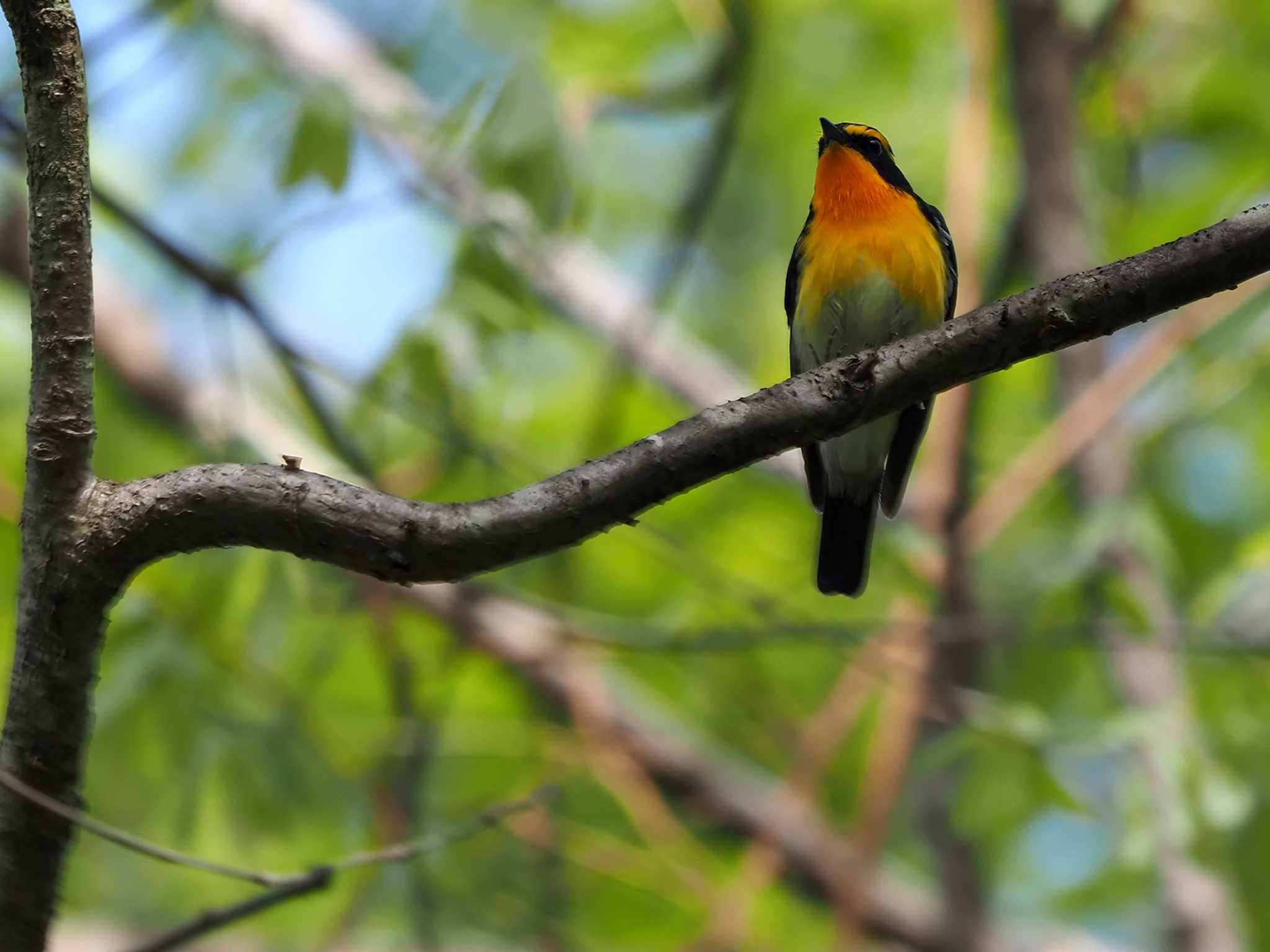 軽井沢野鳥の森 キビタキの写真 by 日根野 哲也