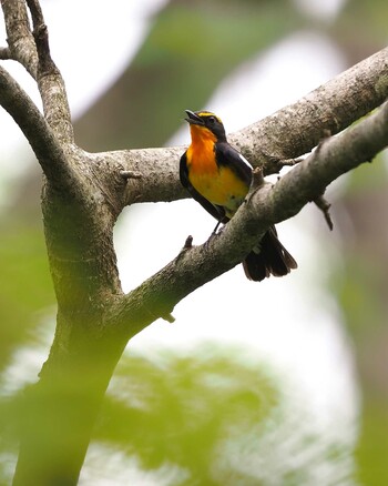 Narcissus Flycatcher Karuizawa wild bird forest Sat, 5/22/2021