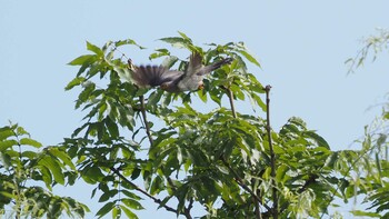 Common Cuckoo Watarase Yusuichi (Wetland) Sat, 7/17/2021