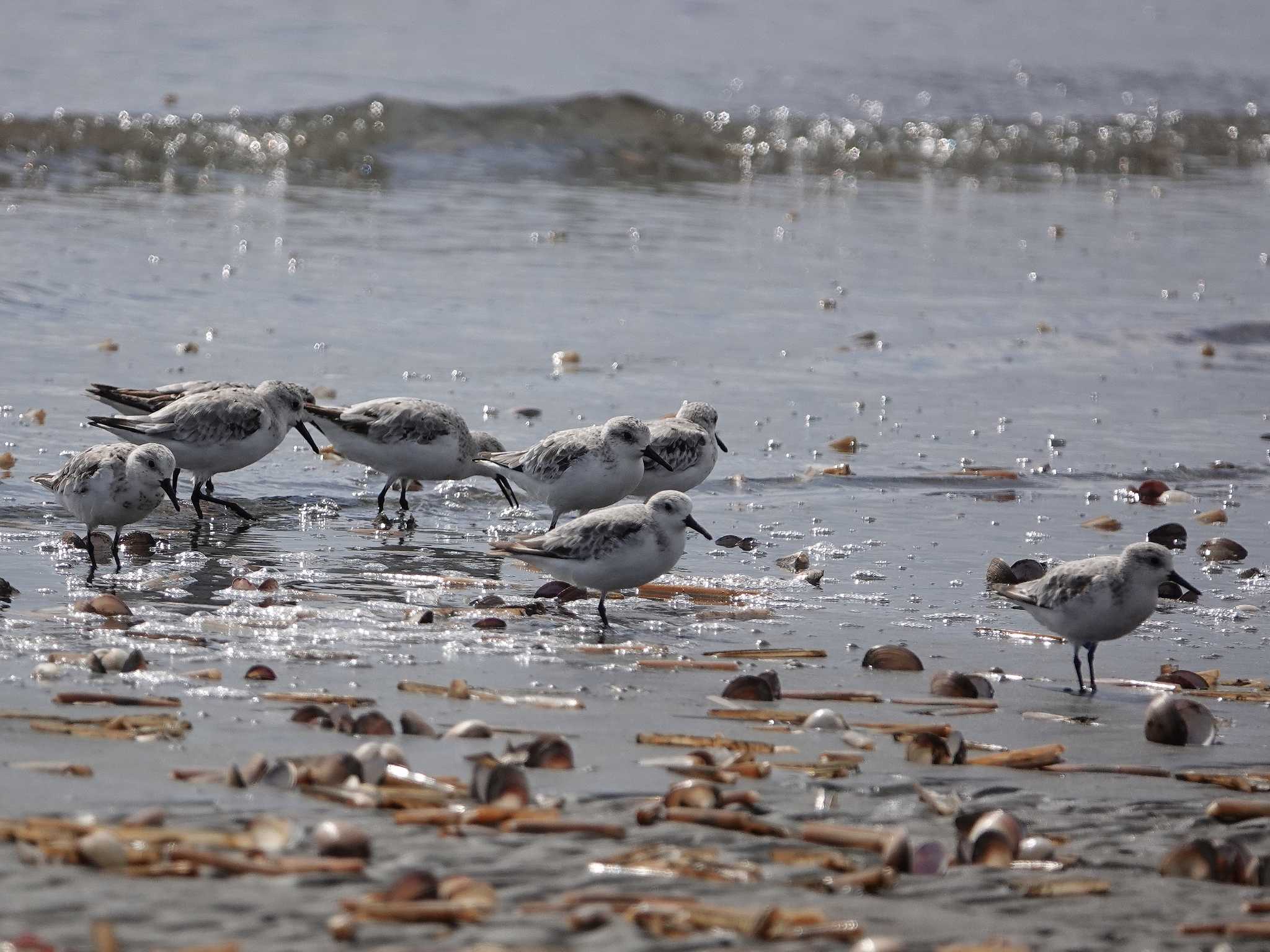 ふなばし三番瀬海浜公園 ミユビシギの写真 by dalidalida