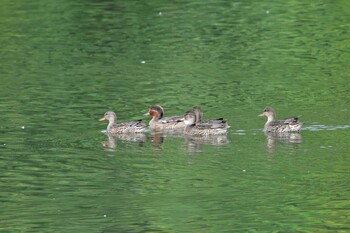 2021年9月11日(土) 長浜公園の野鳥観察記録