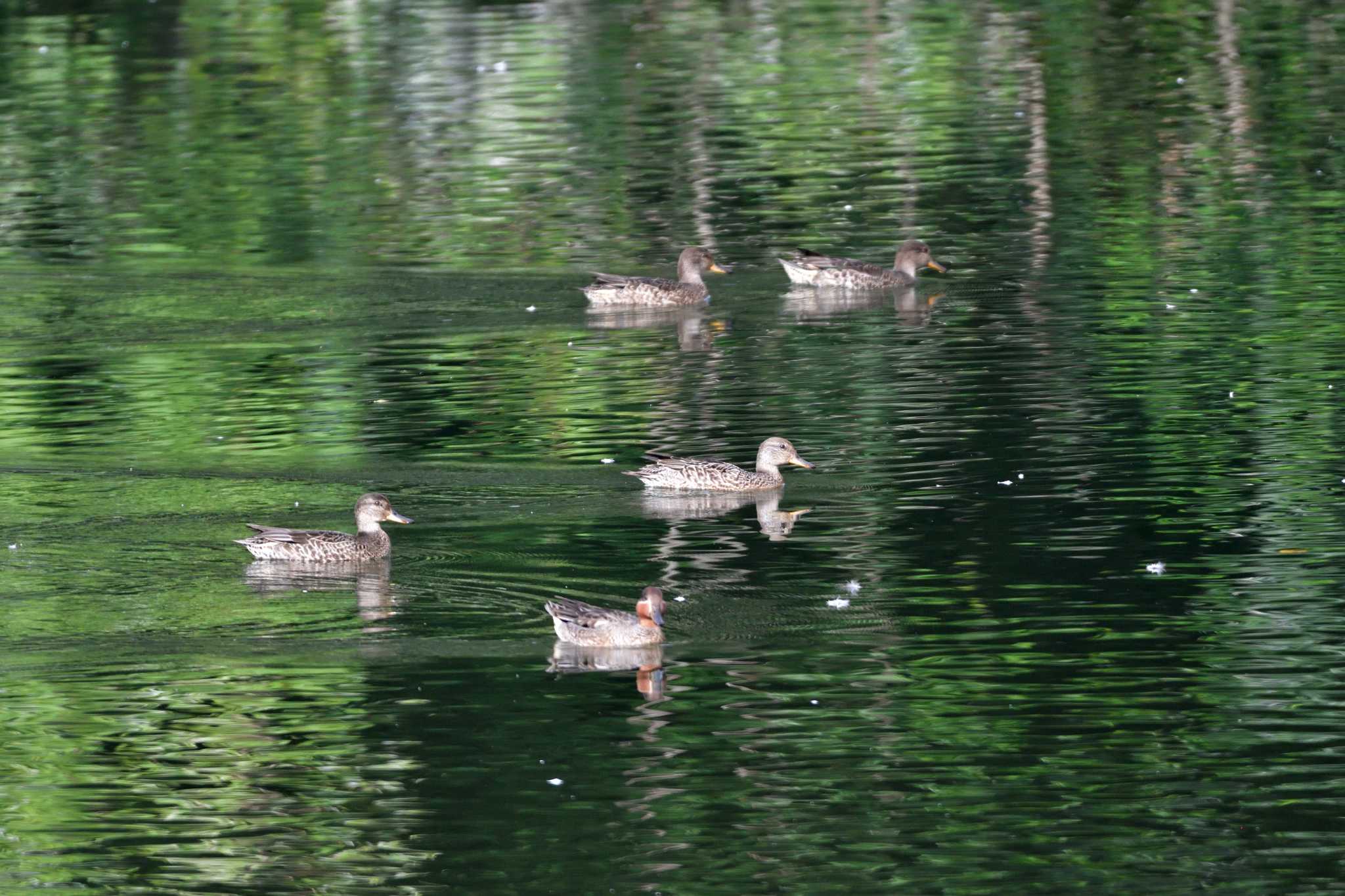 長浜公園 コガモの写真 by やなさん