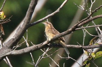 アリスイ 兵庫県神戸市 2021年9月11日(土)