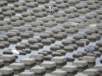 ダイサギ 千代田新水路 2021年9月11日(土)