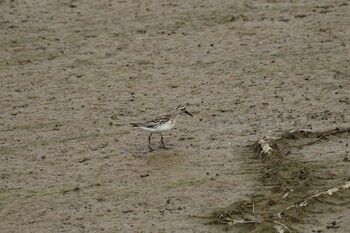 Broad-billed Sandpiper いしかり調整池(石狩調整池) Thu, 8/26/2021