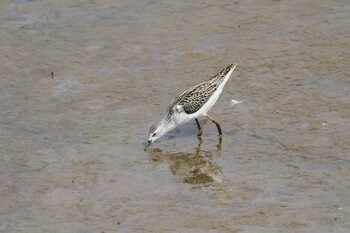 Marsh Sandpiper いしかり調整池(石狩調整池) Thu, 8/26/2021