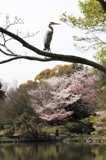 Grey Heron Akashi Park Sun, 4/16/2017
