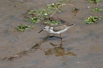 Marsh Sandpiper いしかり調整池(石狩調整池) Thu, 8/26/2021