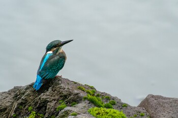 2021年9月5日(日) 日比谷公園の野鳥観察記録