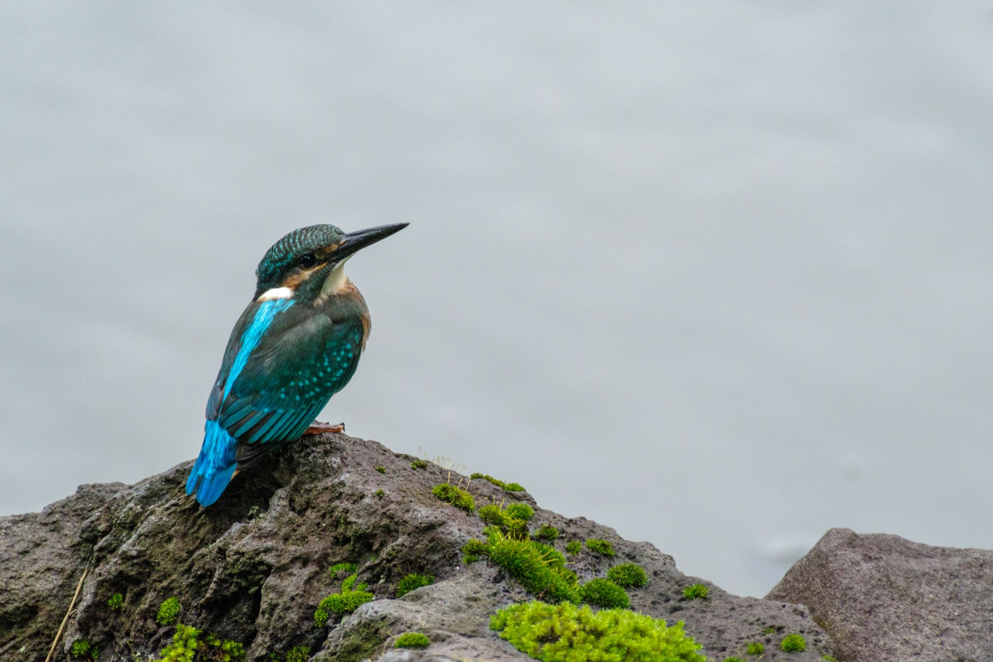 岩の苔とカワセミ by Marco Birds