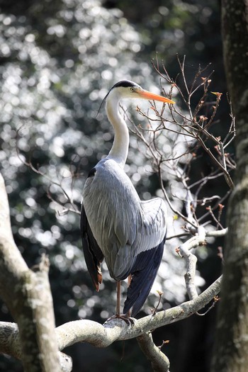 Grey Heron Akashi Park Sun, 4/16/2017