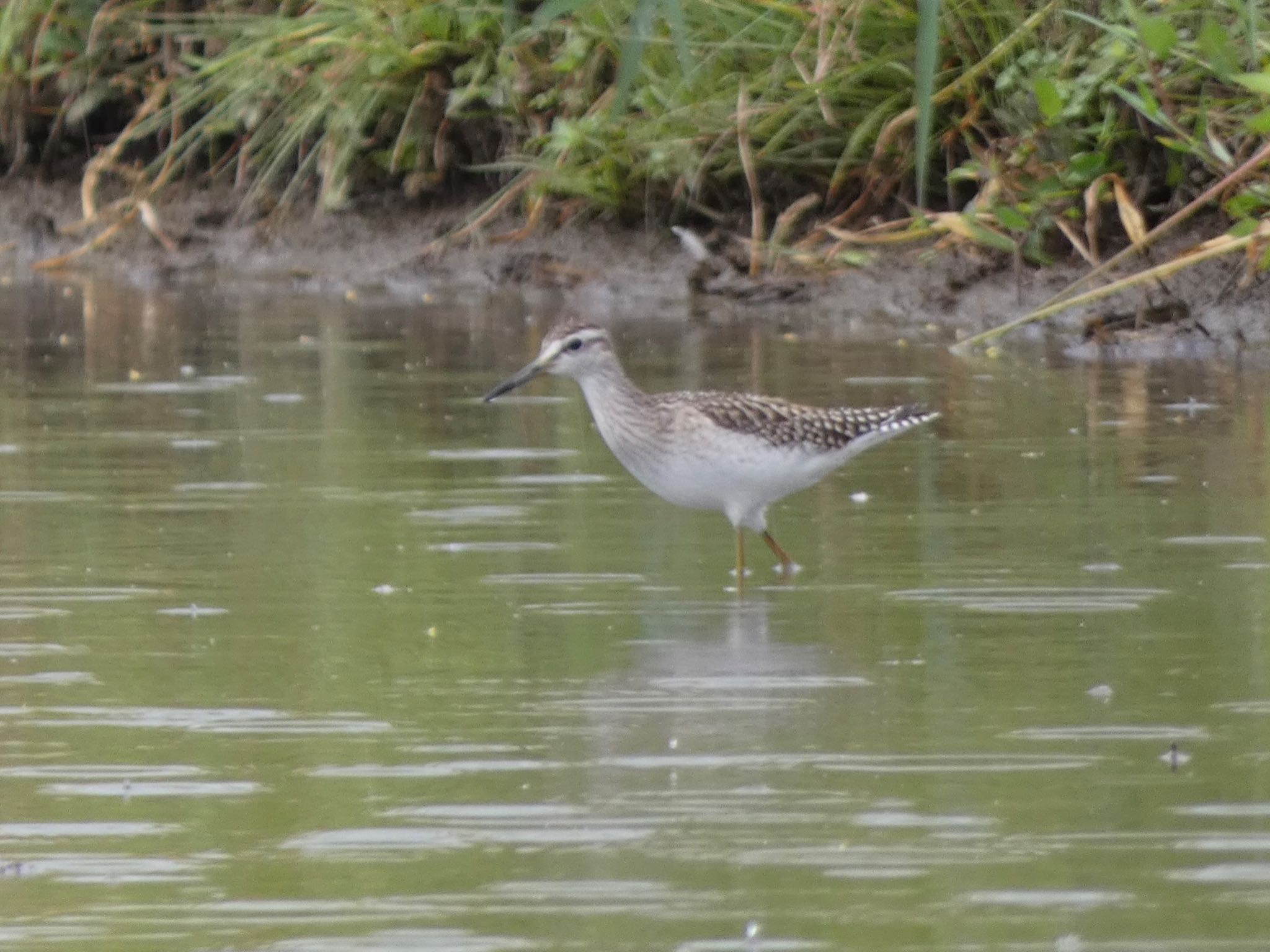 Marsh Sandpiper