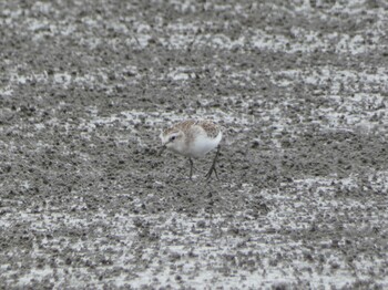 Sat, 9/11/2021 Birding report at 浮島ヶ原自然公園