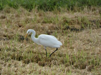 チュウサギ 浮島ヶ原自然公園 2021年9月11日(土)