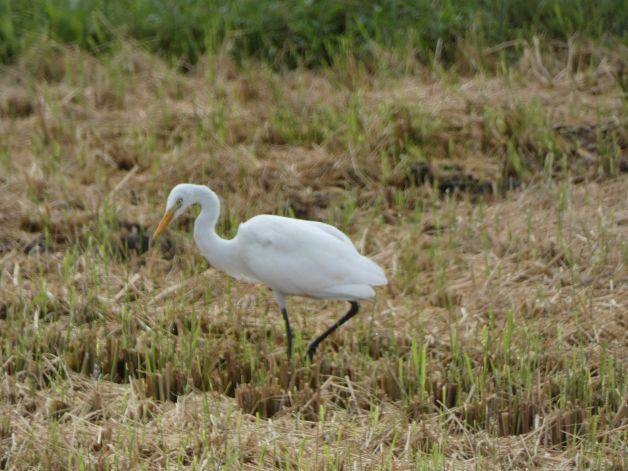 Medium Egret