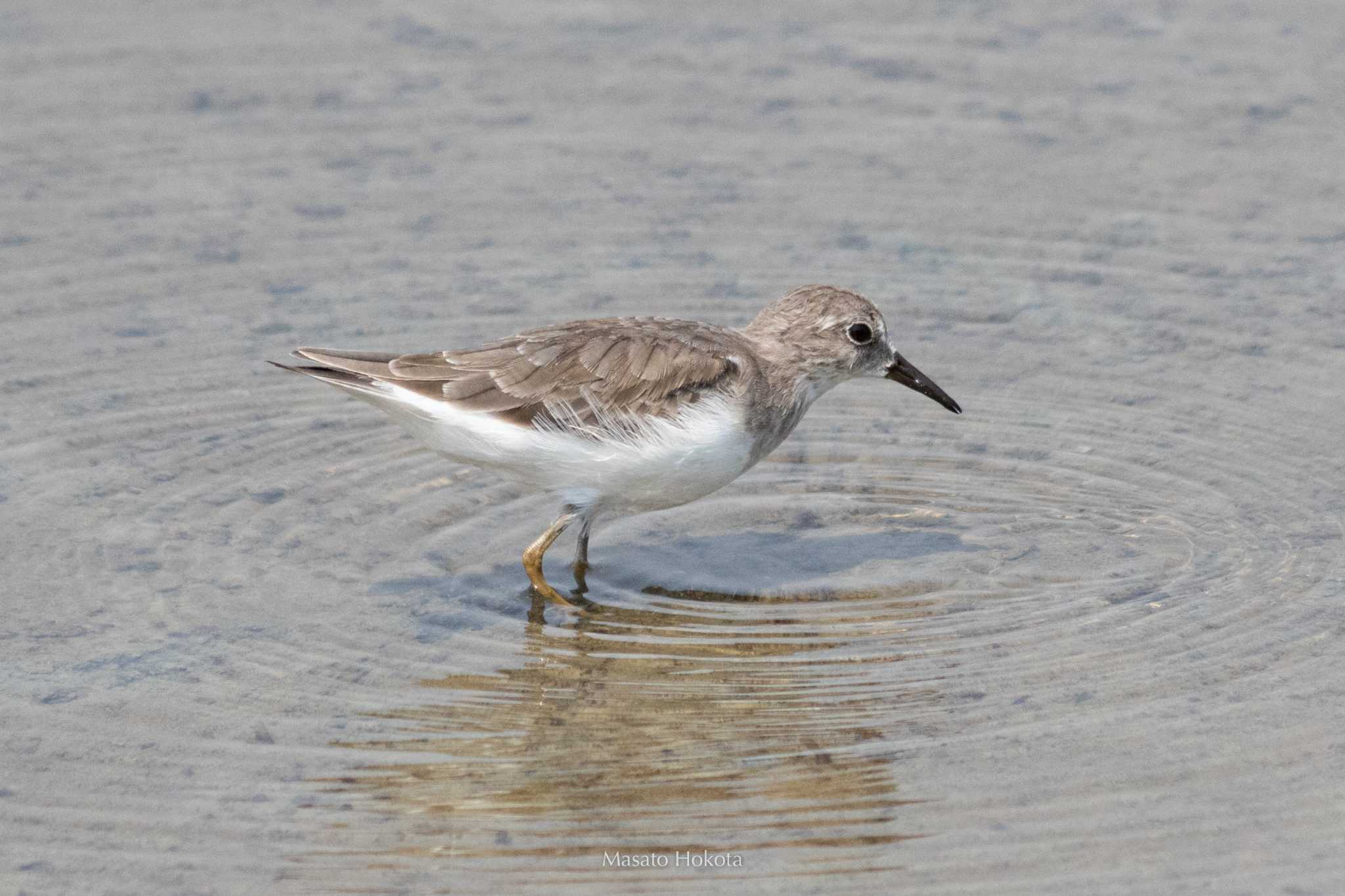 Photo of Temminck's Stint at ペッチャブリー水田エリア by Trio