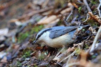 ゴジュウカラ 場所が不明 2017年4月16日(日)