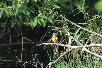 Sat, 9/11/2021 Birding report at 赤羽自然観察公園