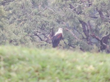 African Fish Eagle ザンビア Unknown Date