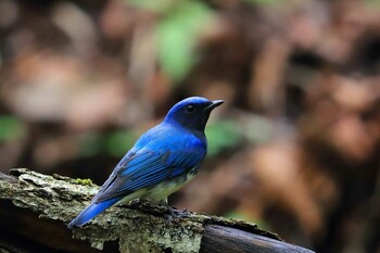 Blue-and-white Flycatcher Unknown Spots Sat, 9/11/2021