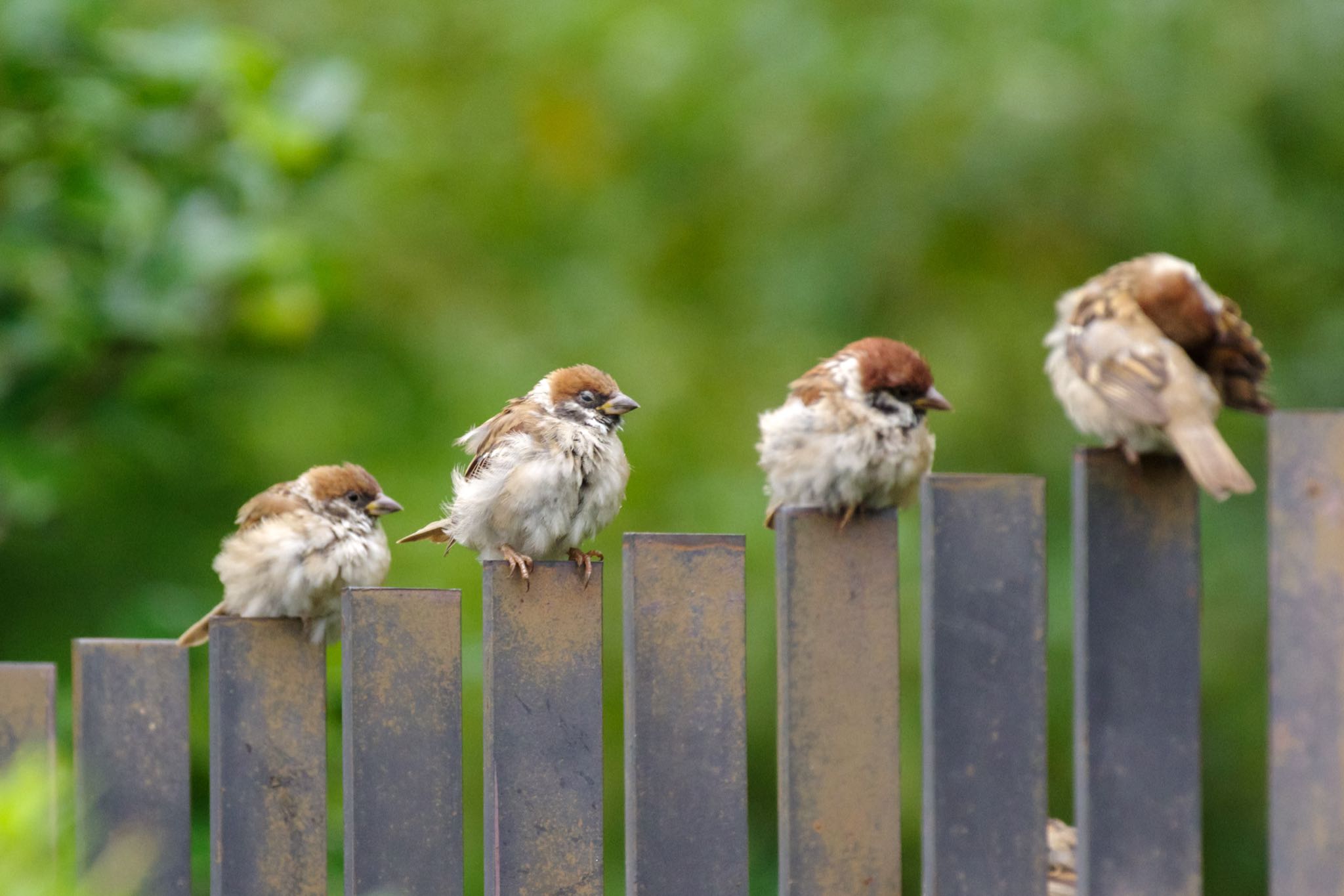 Eurasian Tree Sparrow