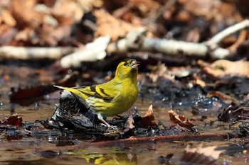 Eurasian Siskin Unknown Spots Sun, 4/16/2017