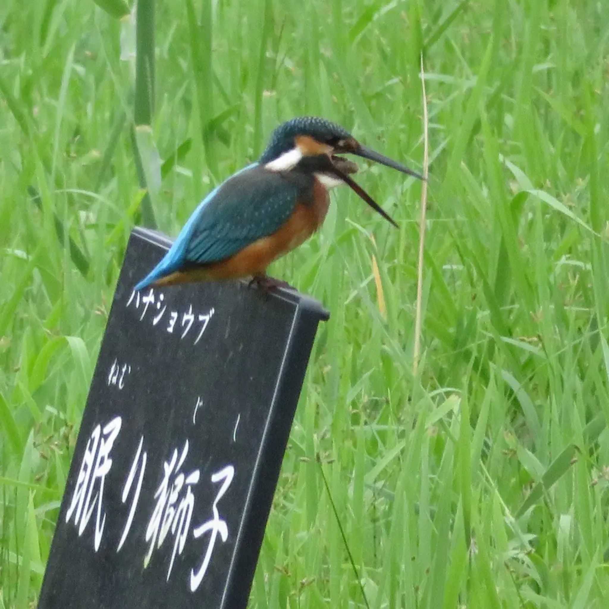 Common Kingfisher