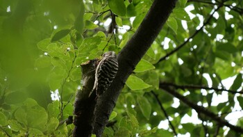 Japanese Pygmy Woodpecker Osaka castle park Sat, 9/11/2021