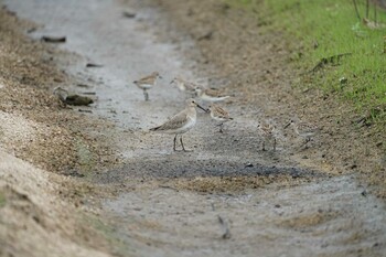 Dunlin 飯梨川河口(島根県安来市) Sat, 9/11/2021