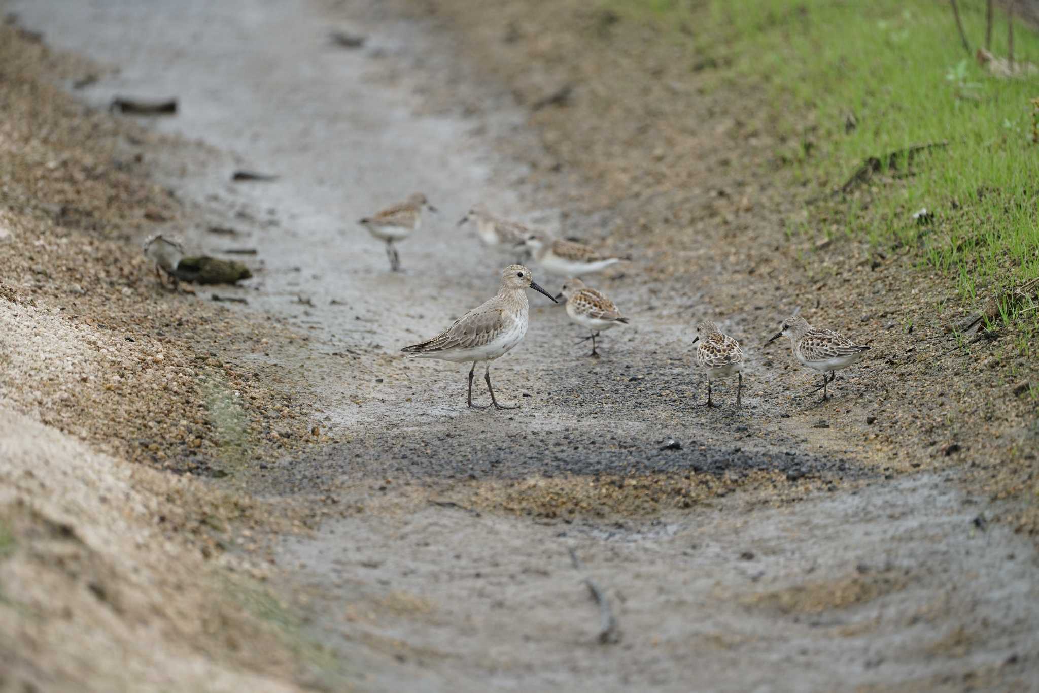 Photo of Dunlin at 飯梨川河口(島根県安来市) by ひらも