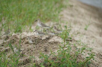 Red-necked Stint 飯梨川河口(島根県安来市) Sat, 9/11/2021