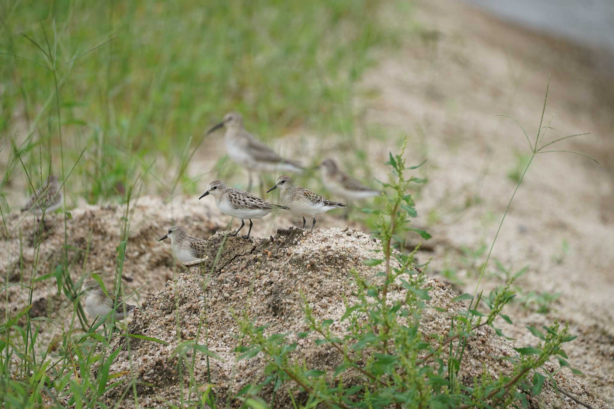 Photo of Red-necked Stint at 飯梨川河口(島根県安来市) by ひらも