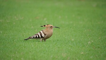 Eurasian Hoopoe 万博記念公園 Sun, 9/5/2021