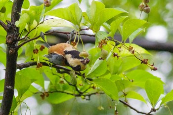 Varied Tit 檜町公園(東京ミッドタウン) Thu, 9/9/2021