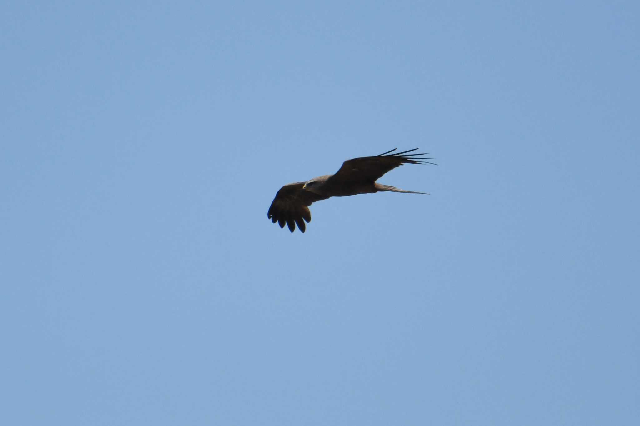 Photo of Black Kite at ケアンズ by あひる