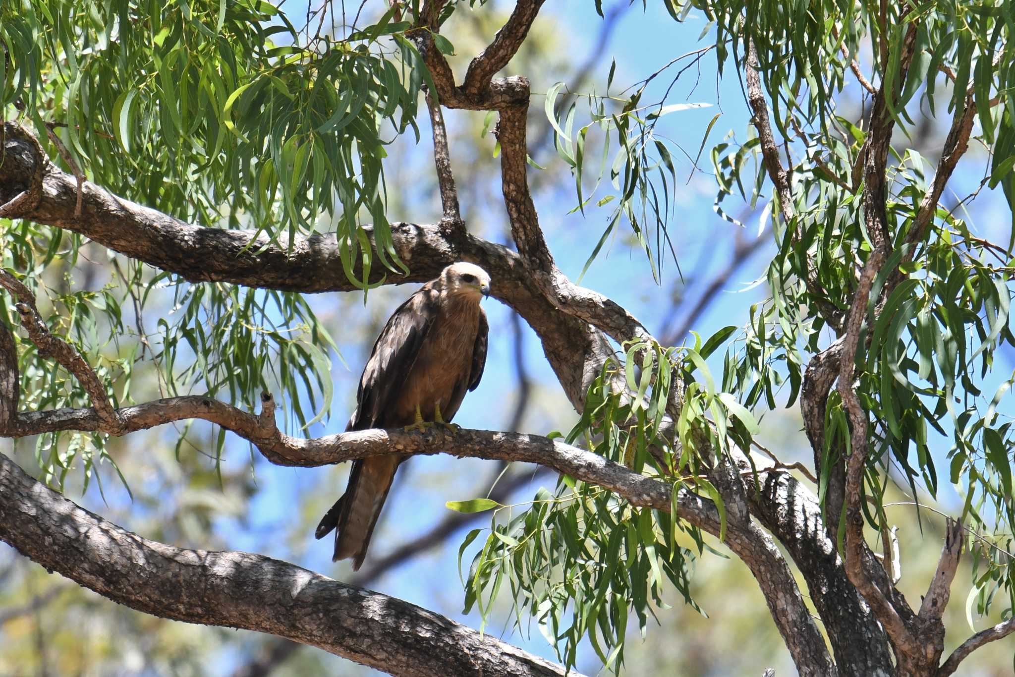 Black Kite