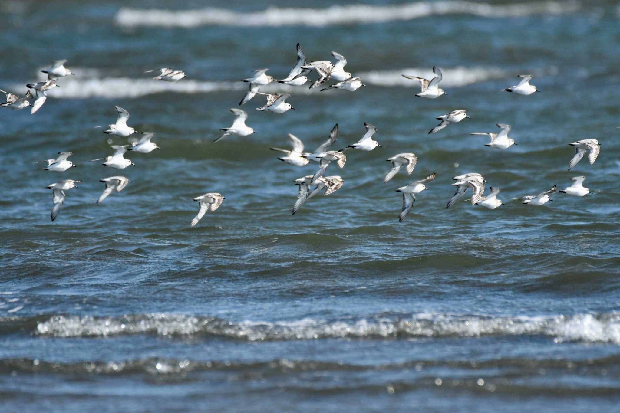 ふなばし三番瀬海浜公園 ミユビシギの写真