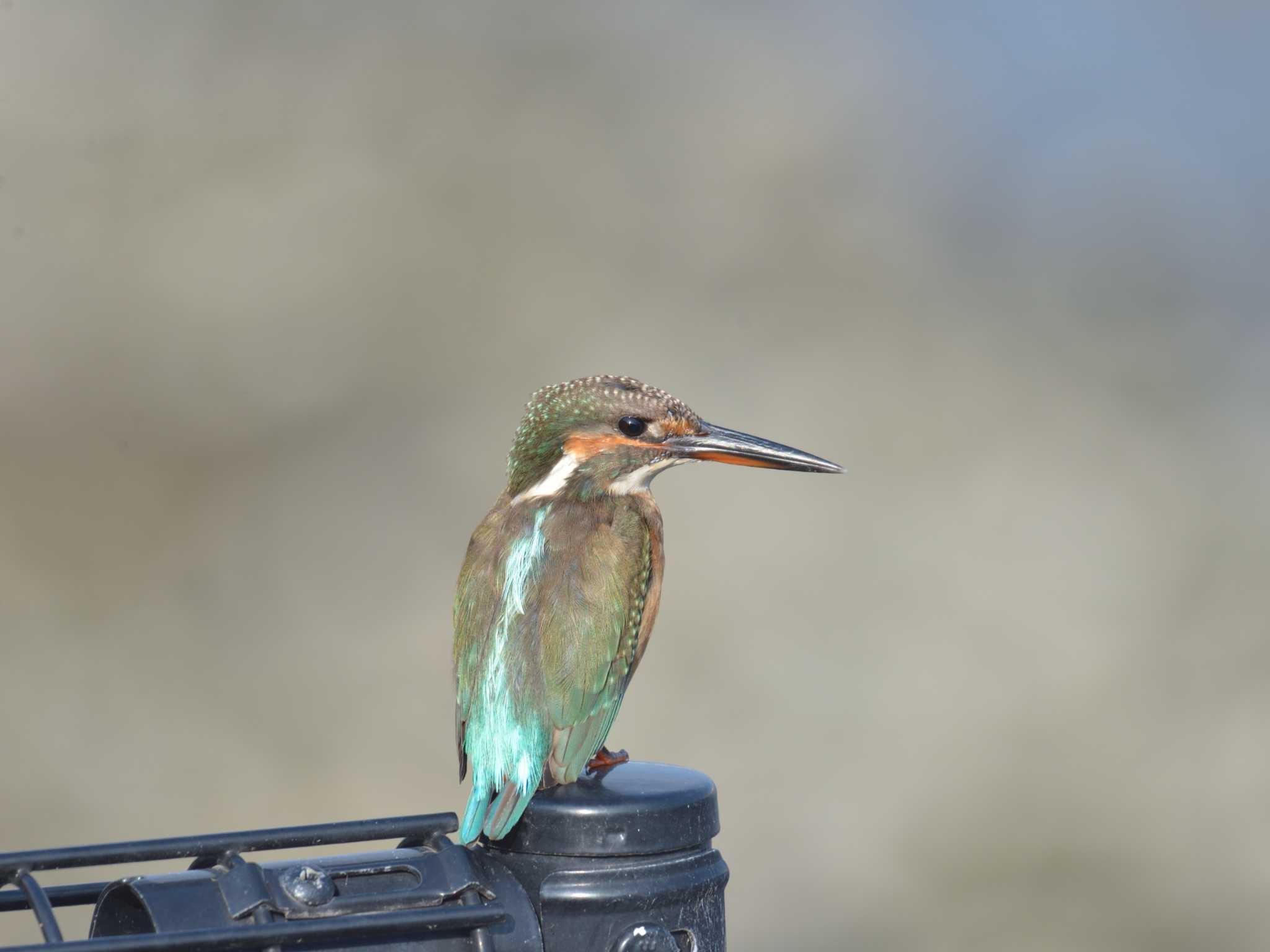 東京港野鳥公園 カワセミの写真