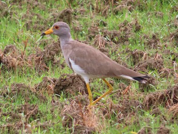 2021年9月11日(土) 巨椋干拓地の野鳥観察記録