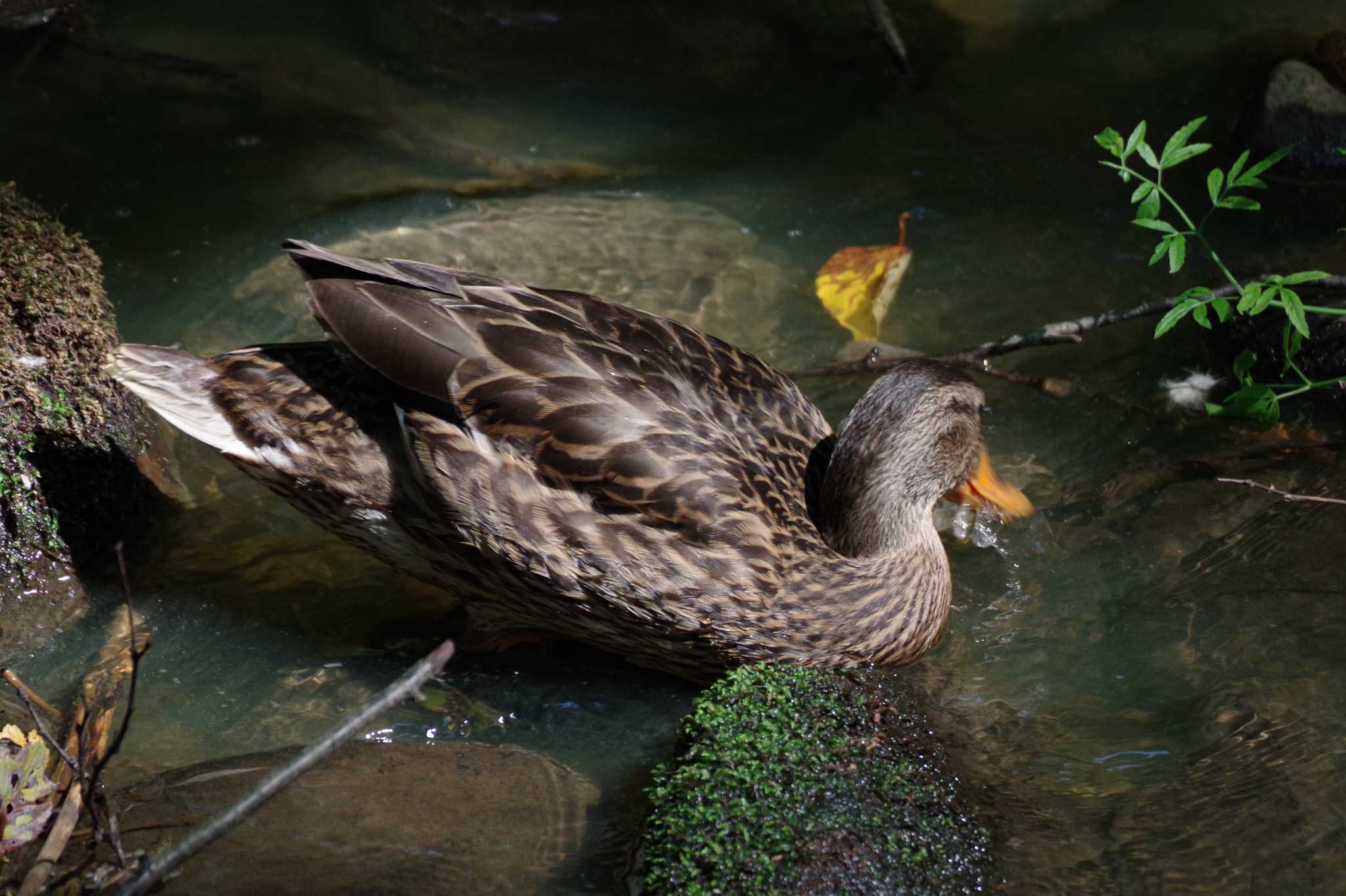 西岡公園(西岡水源地) マガモの写真 by 98_Ark (98ｱｰｸ)