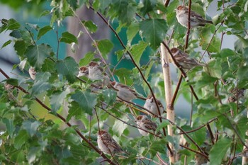 2021年9月11日(土) 福井ふたば公園(札幌市西区)の野鳥観察記録