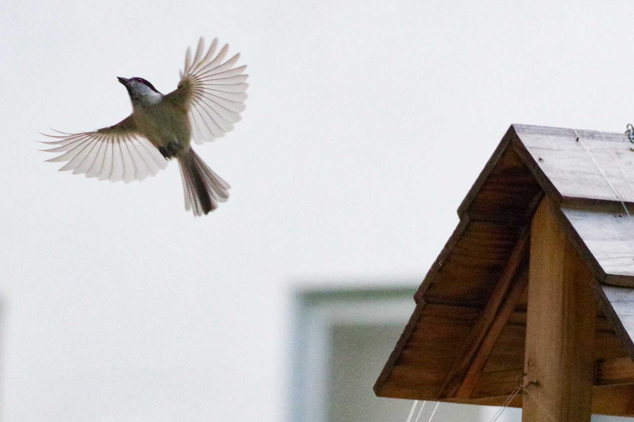 福井緑地(札幌市西区) ハシブトガラの写真