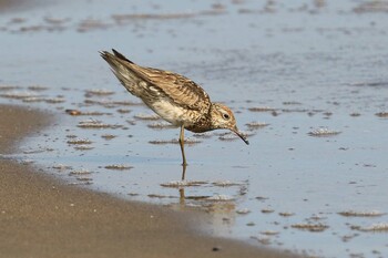 ウズラシギ 北海道　北斗市　七重浜 2021年9月11日(土)