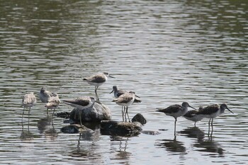 2021年9月11日(土) 五主海岸の野鳥観察記録