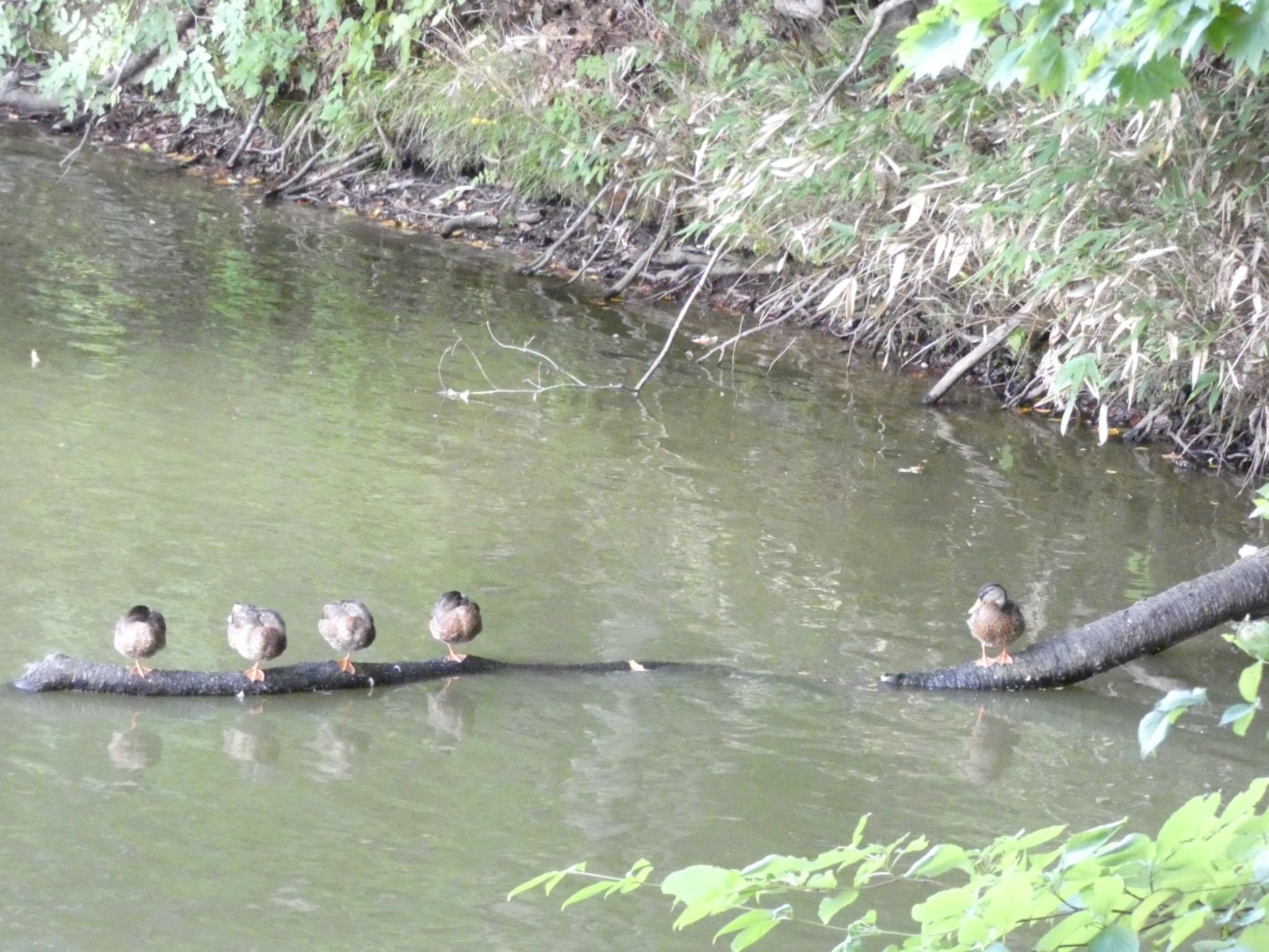 カモのお昼寝